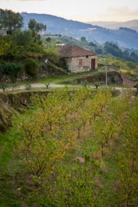 old farm building and vines, Douro Valley, Portugal old farm building and vines, Douro Valley, Portugal